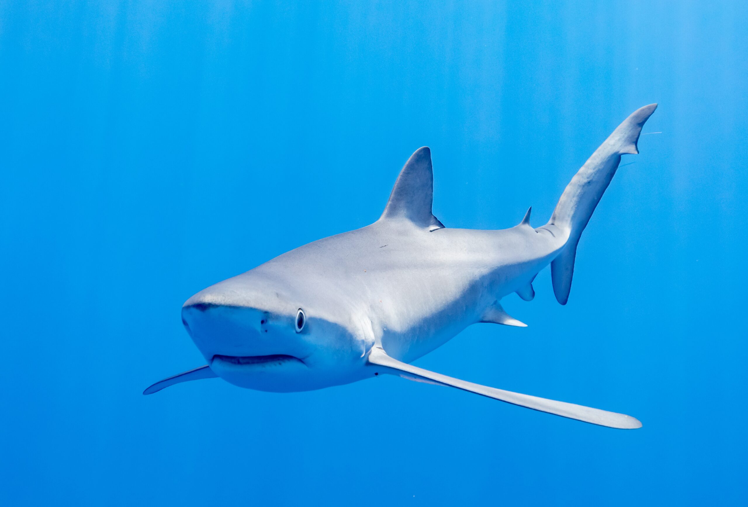Blue Shark Wikipedia