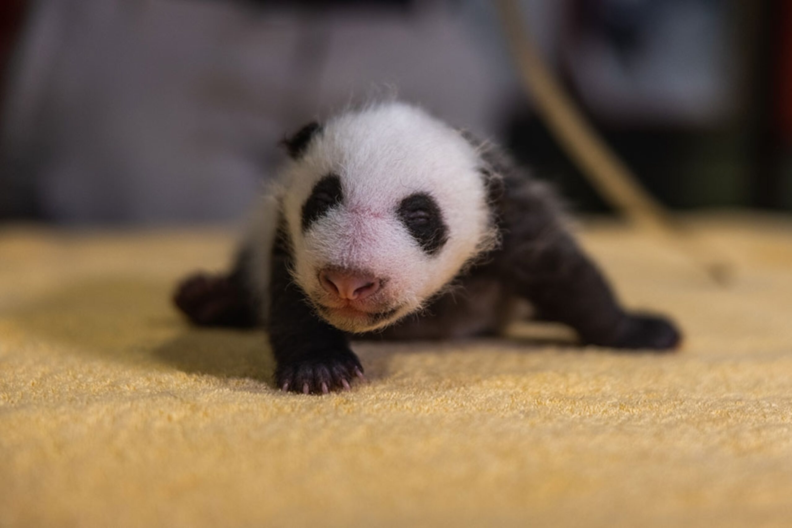 panda poop color