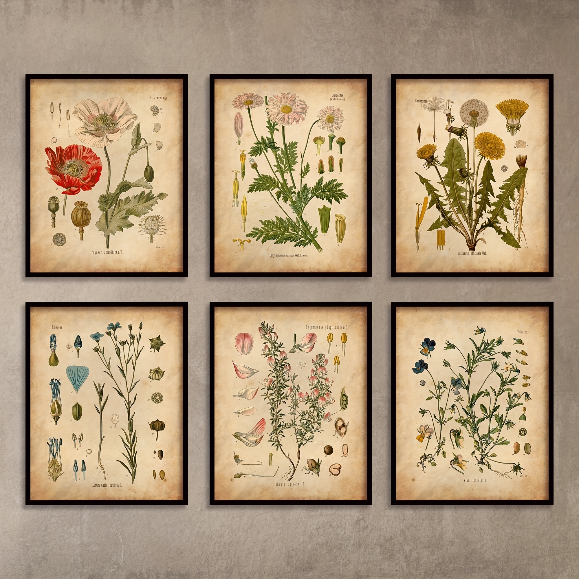 Botanical Prints United Kingdom