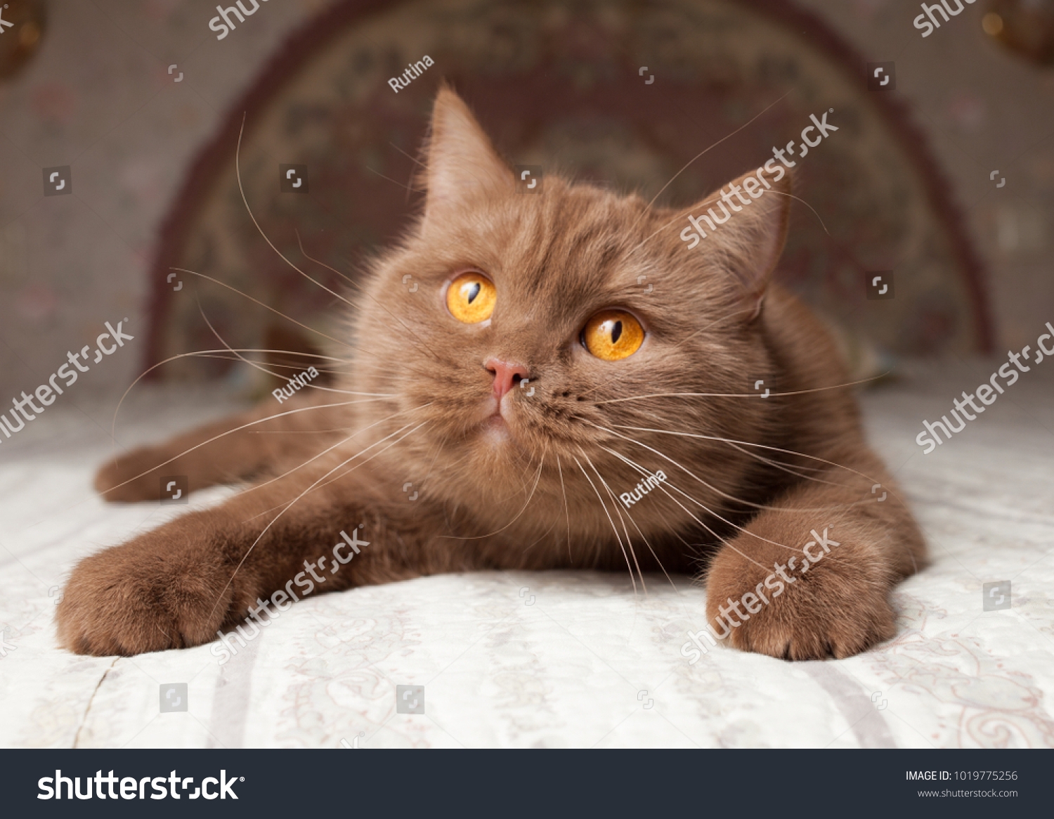 British Shorthair Cat Cinnamon Color Indoor Stock Photo 1019775256 Shutterstock