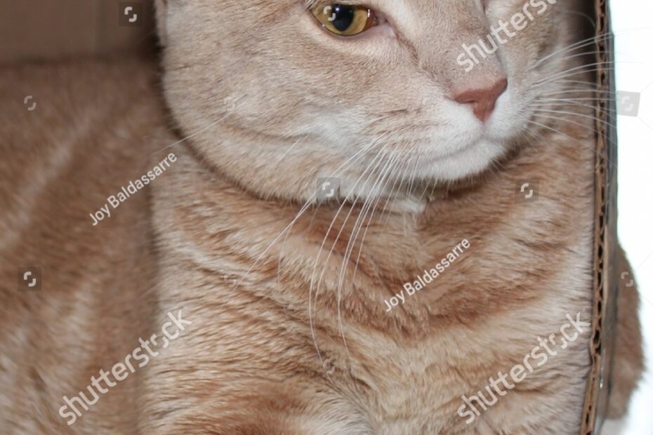 Buff Tabby Cat Foto Stok 547141906 Shutterstock