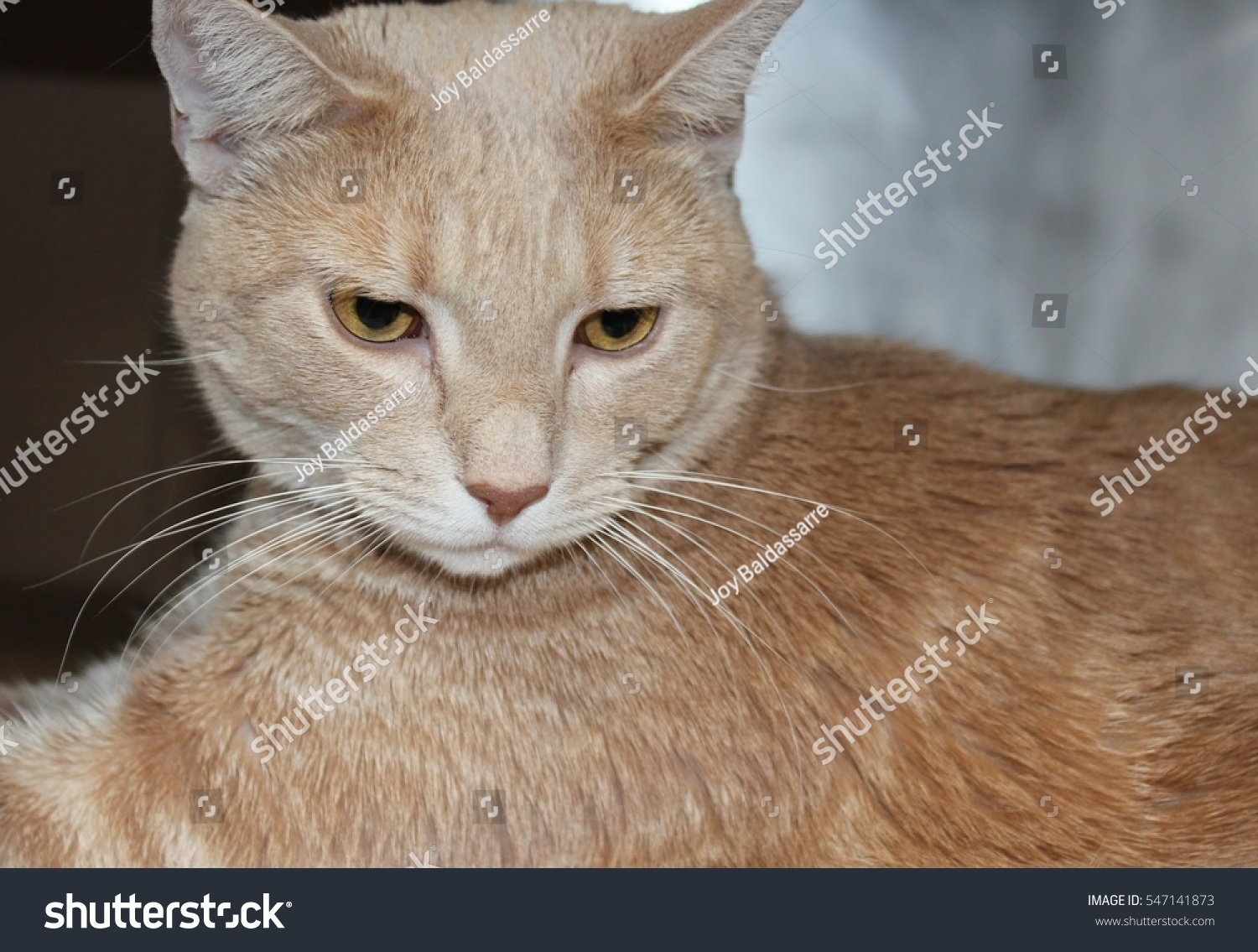 Buff Tabby Cat Stock Photo 547141873 Shutterstock