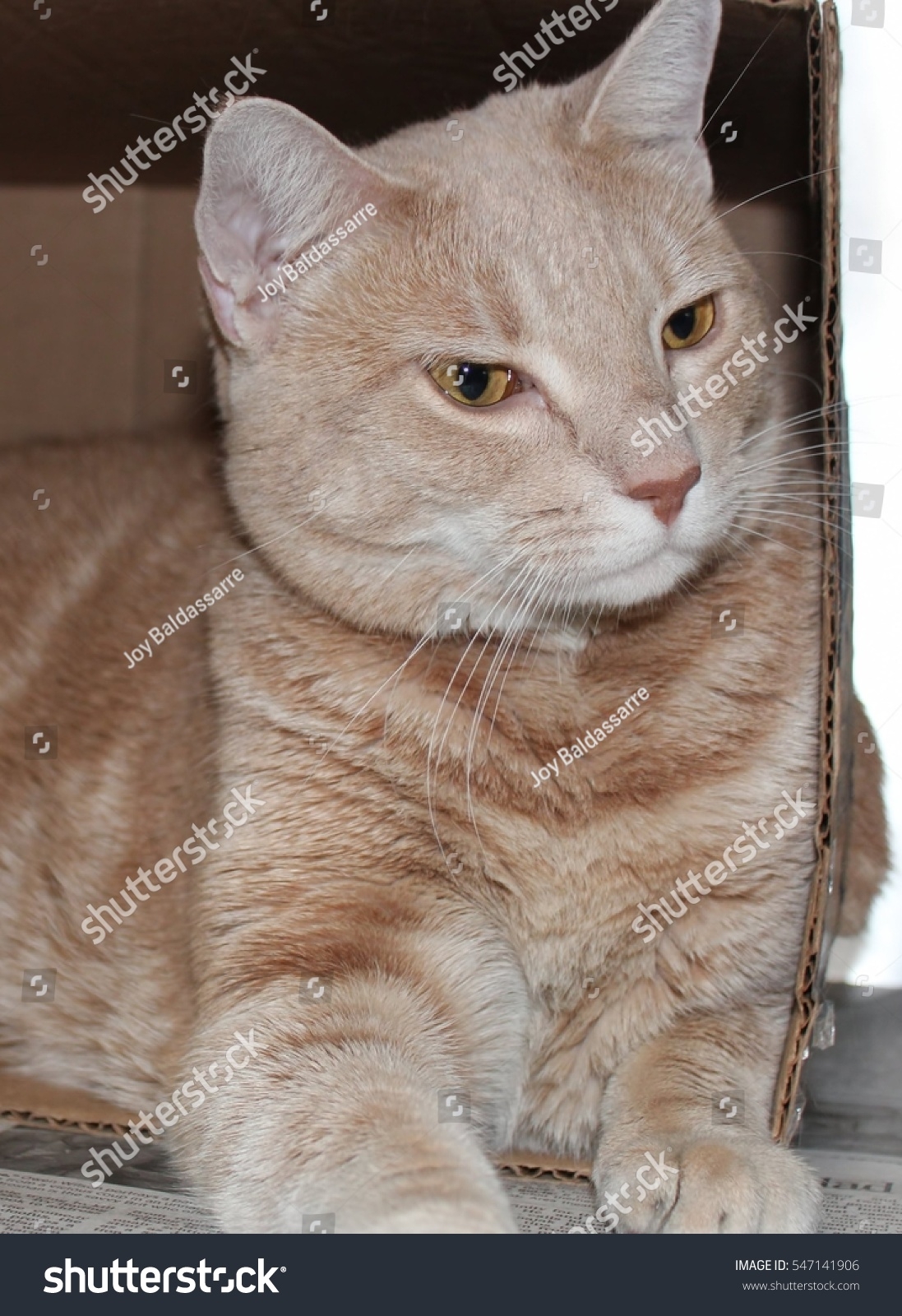 Buff Tabby Cat Stock Photo 547141906 Shutterstock