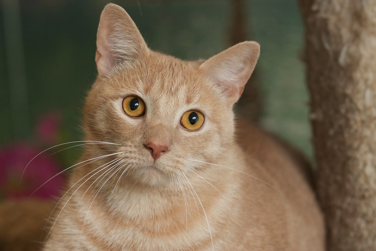 buff colored cat