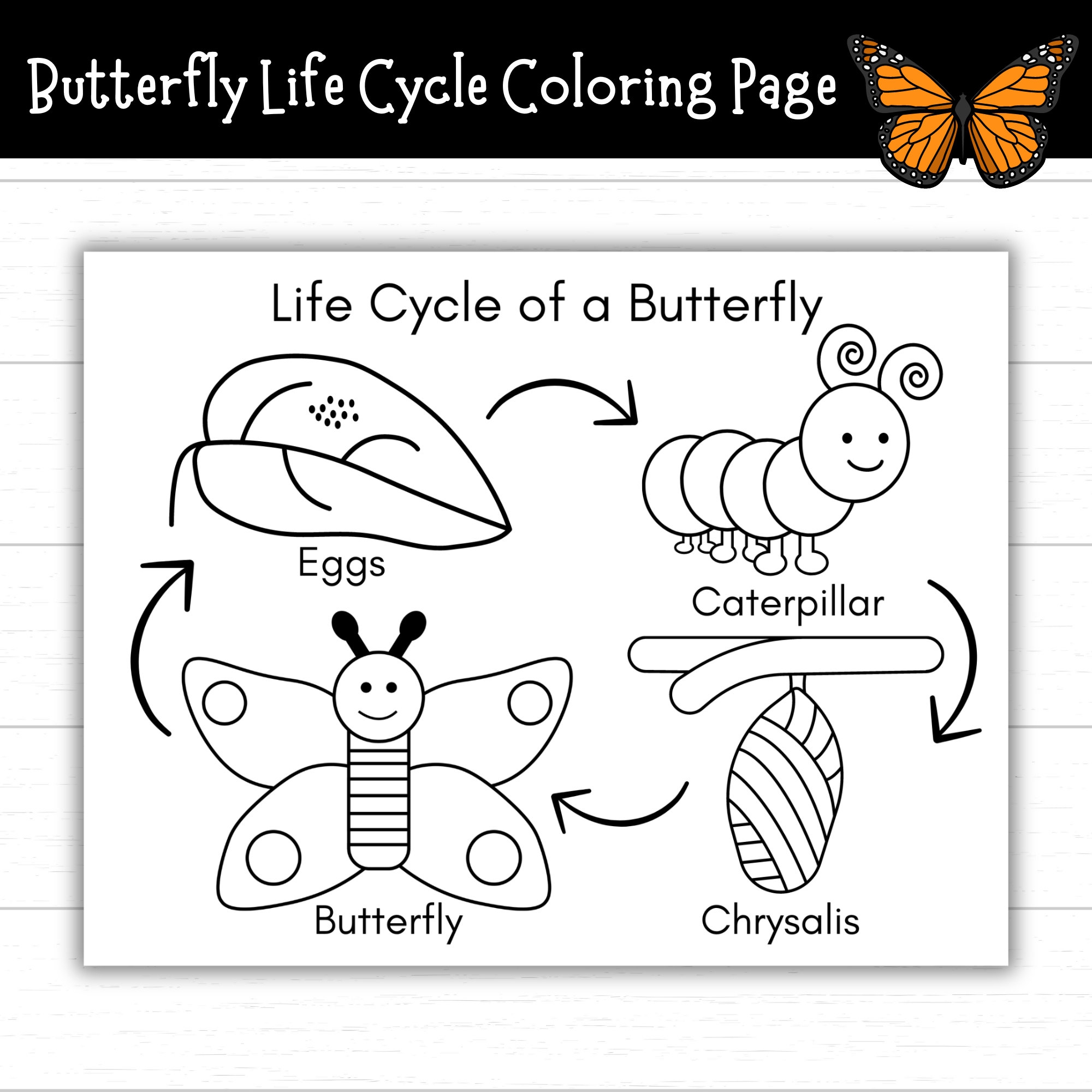 Butterfly Life Cycle Coloring Page Printable Life Cycle Of A 