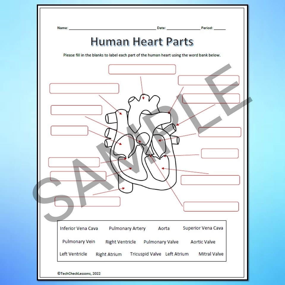 Buy Human Heart Parts And Blood Flow Labeling Worksheets Diagram graphic Organizer DIGITAL DOWNLOAD Online In India Etsy