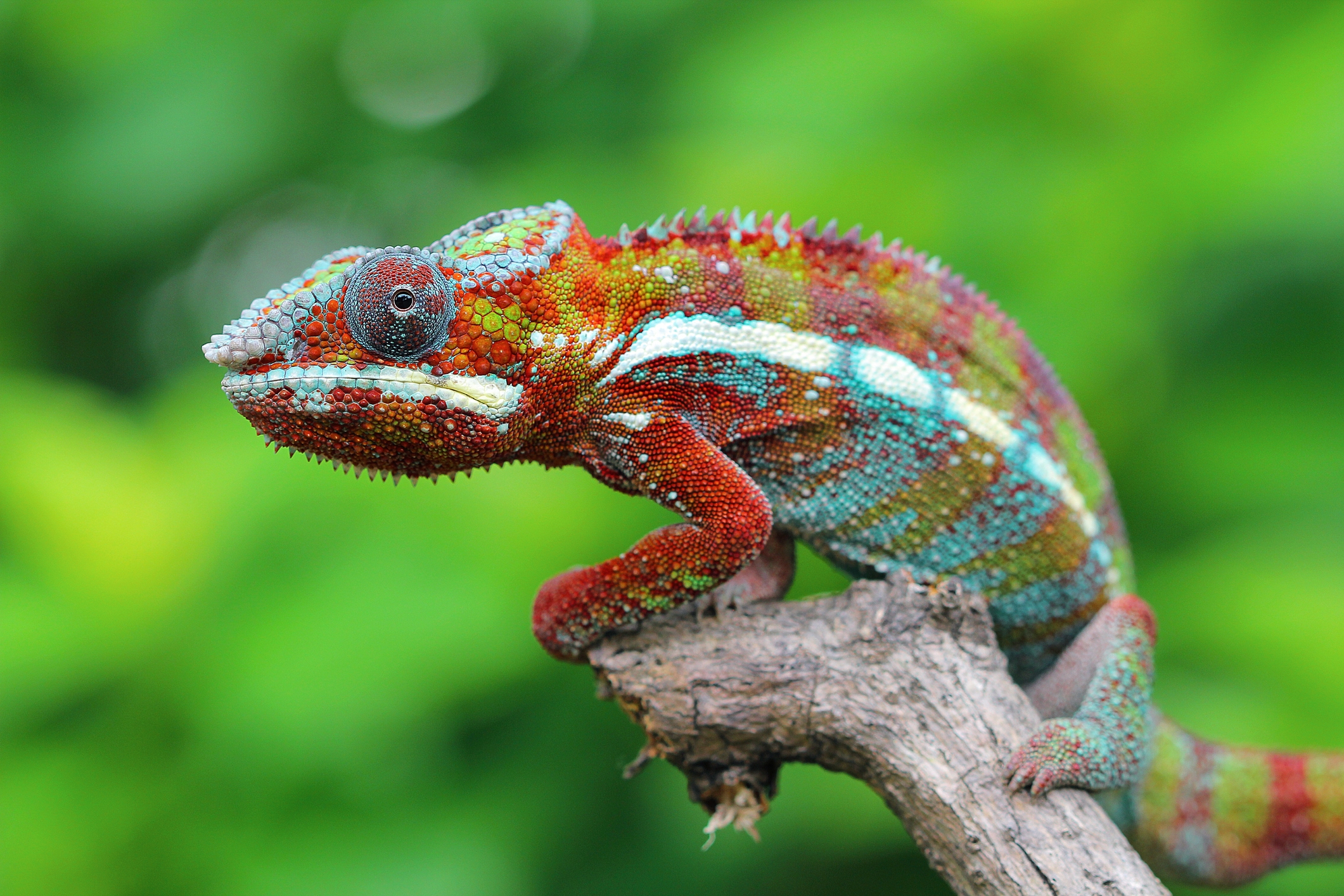 Camouflage In Animals How And Why Animals Change Colour Discover Wildlife