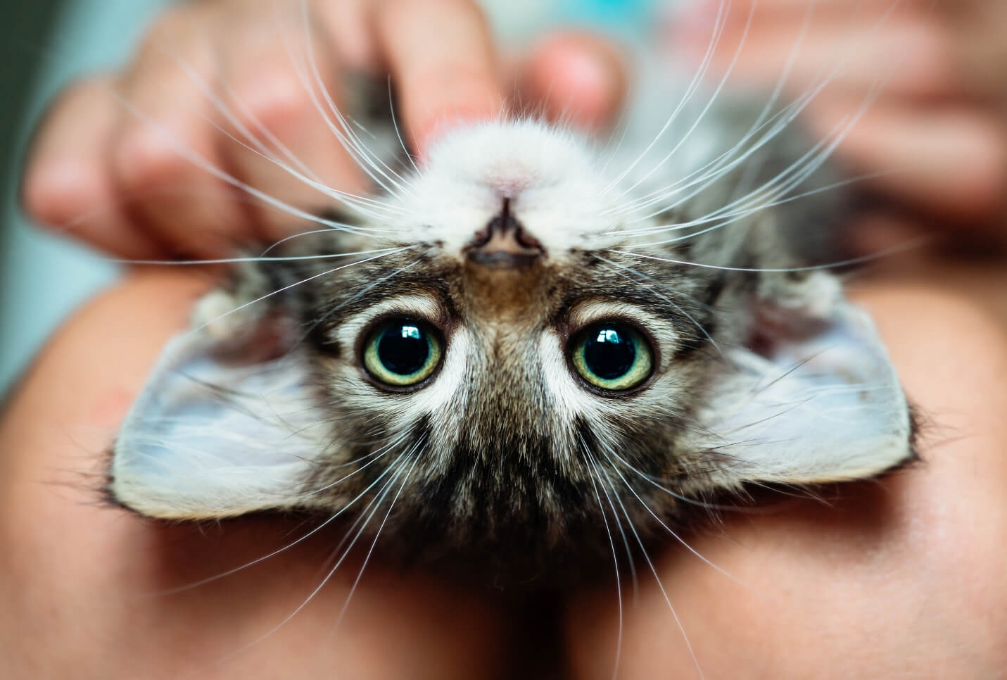 can cats see the color blue