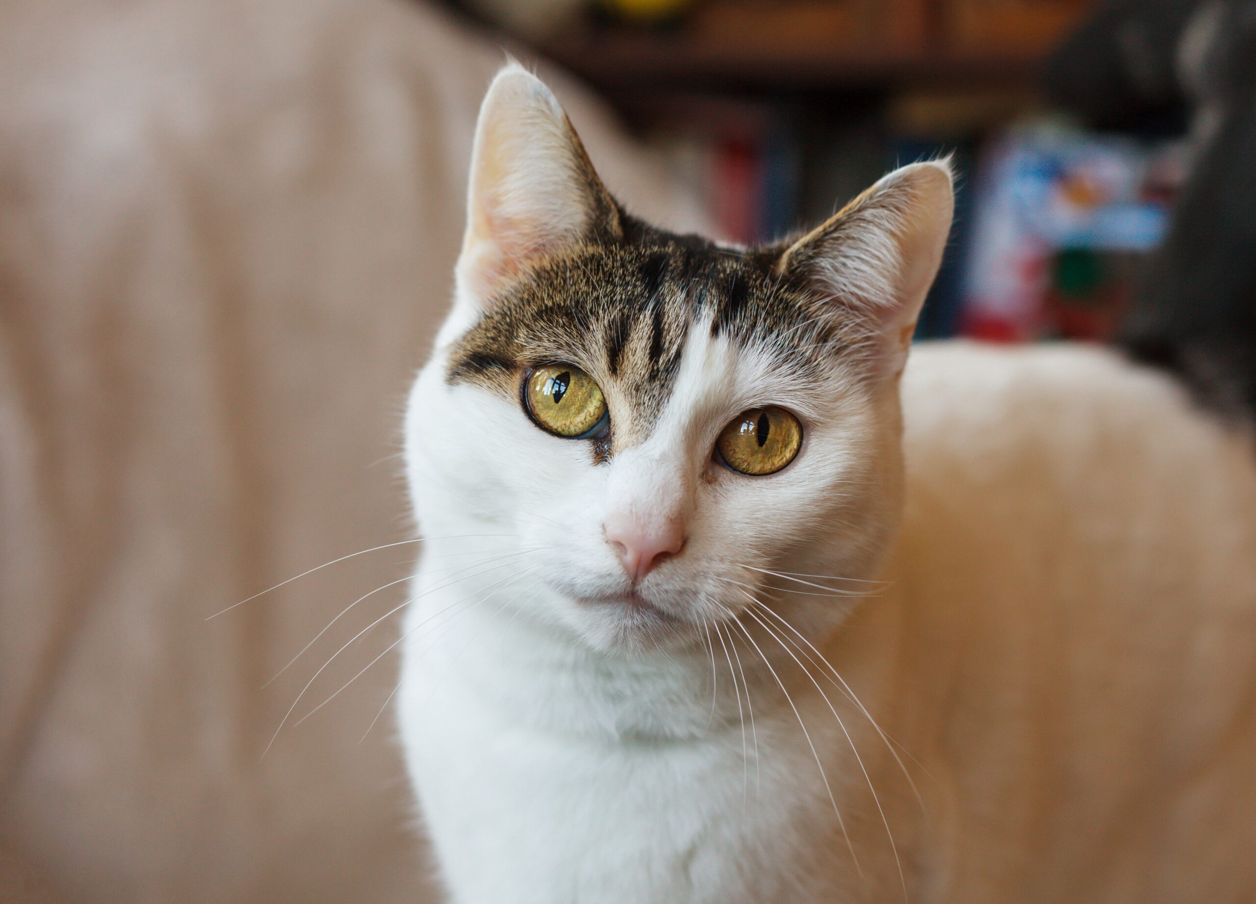 can cats see all colors