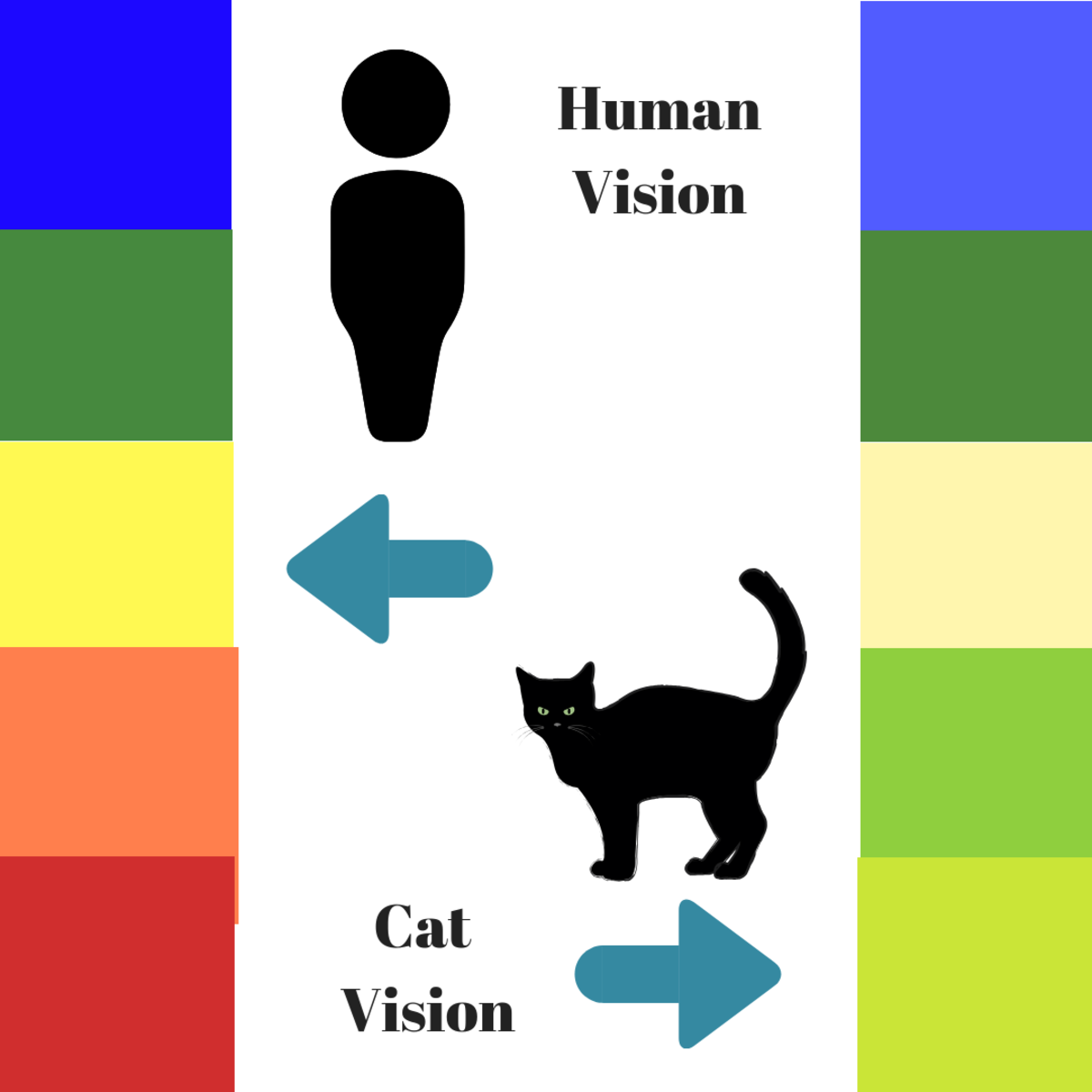 Can Cats See Spirits How To Tell If Your Cat Sees A Ghost HubPages