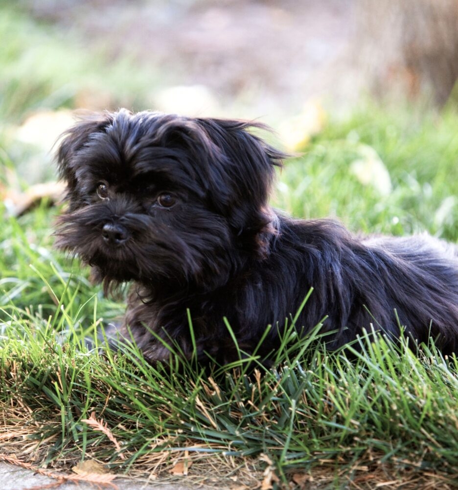 Can Maltese Be Black SpiritDog Training