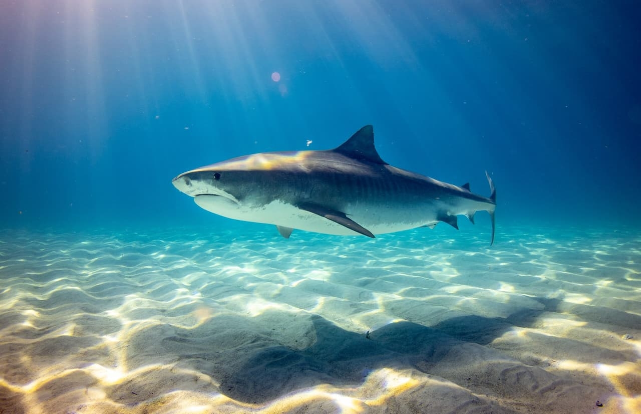color of the shark