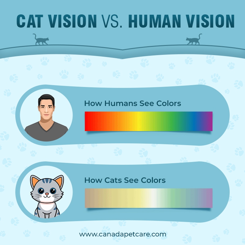 can cats see the color pink