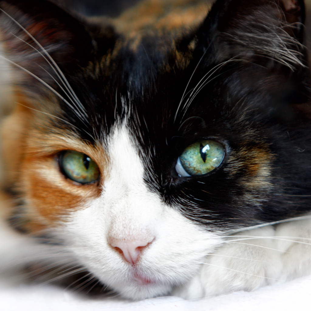 Cat Coat Colours U0026 Patterns Modern Cat