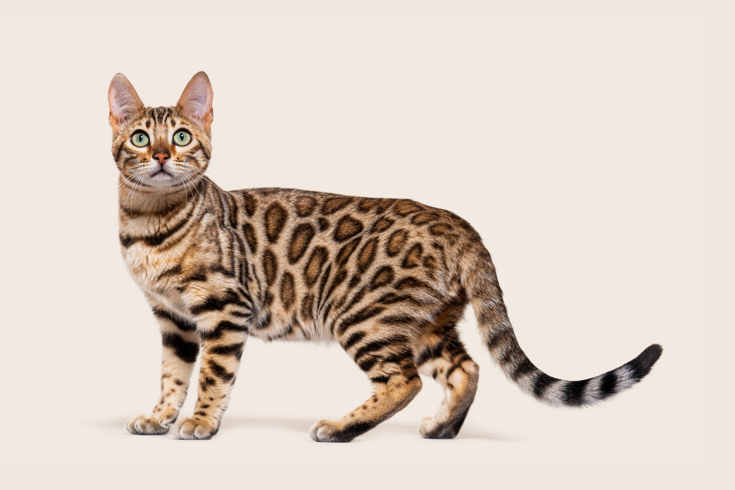 Cat Coat Patterns A Furr tastic Guide ManyPets
