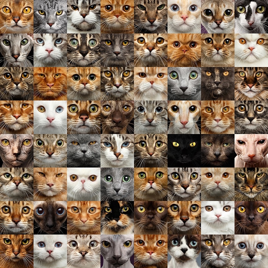 Cat Colors And Patterns Part Two United Spay Alliance