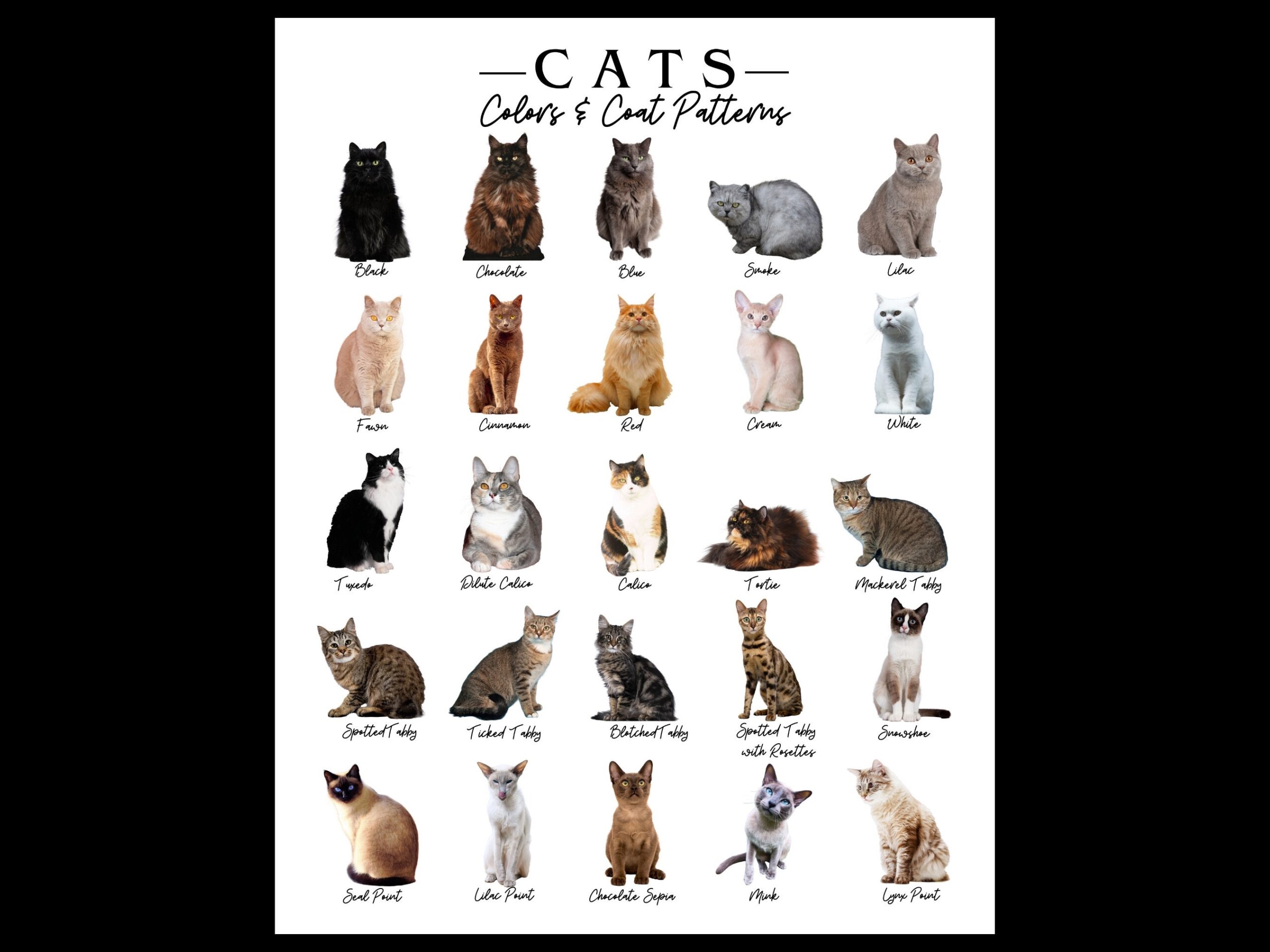 Cat Colors U0026 Coat Patterns Poster kitty Breed Markings 