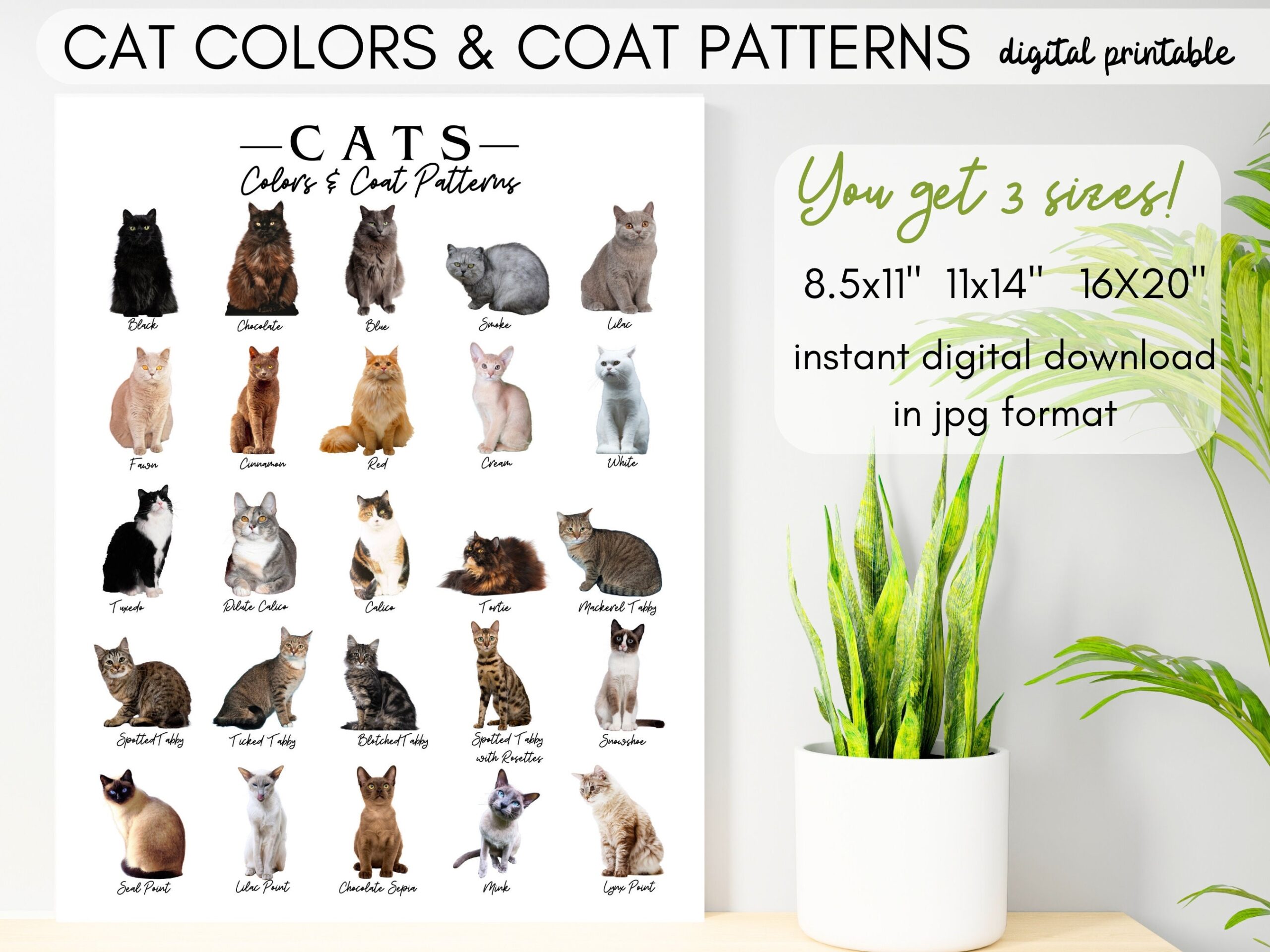 different colors of cats