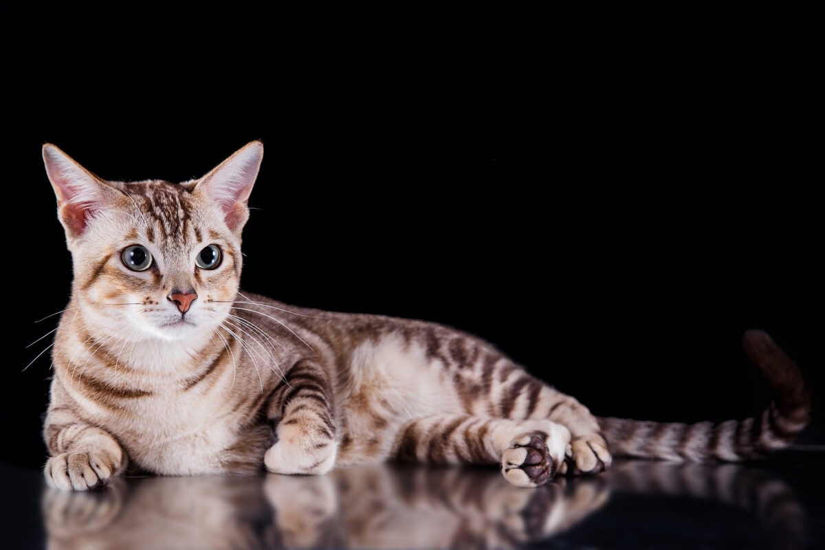 cat colors pictures