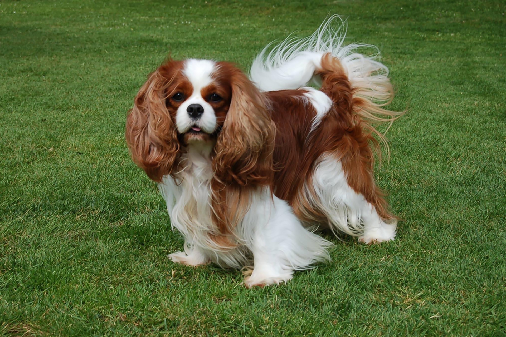 Cavalier Breed Colours