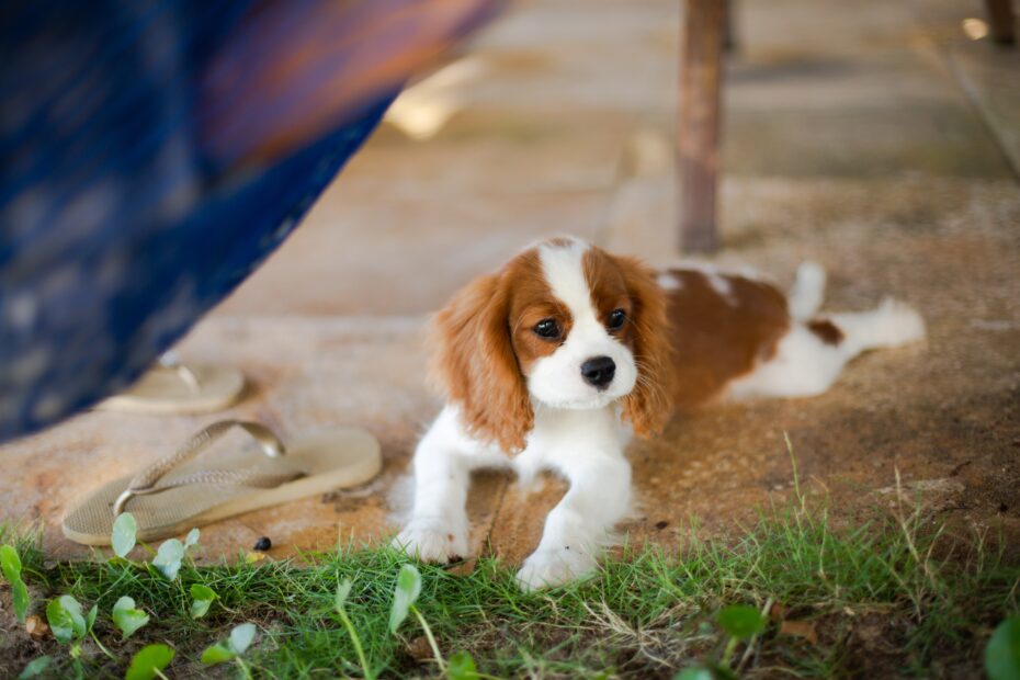 Cavalier King Charles Spaniel Coat Colors Expert Insights 2024