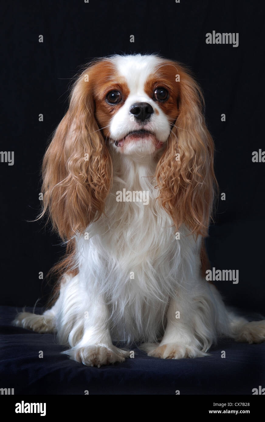 Cavalier King Charles Spaniel Dog Adult Blenheim Color Stock 