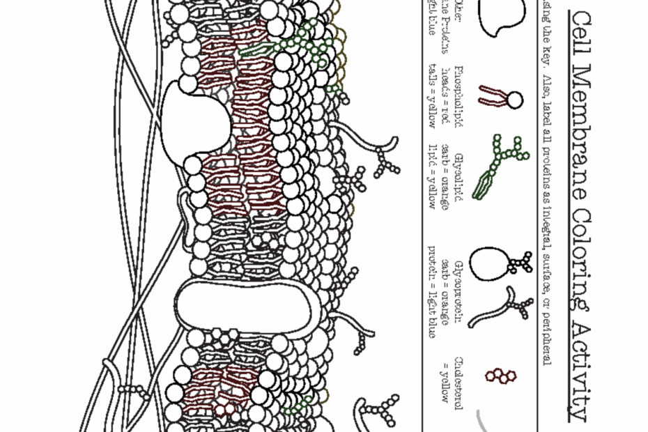 Cell Membrane Coloring Activity Help Students Identify Key