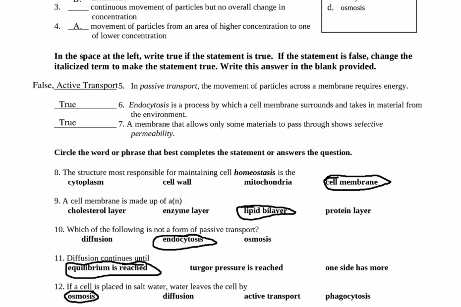 CELL Transport WORK Sheet Name Period Date CELL Worksheets Library