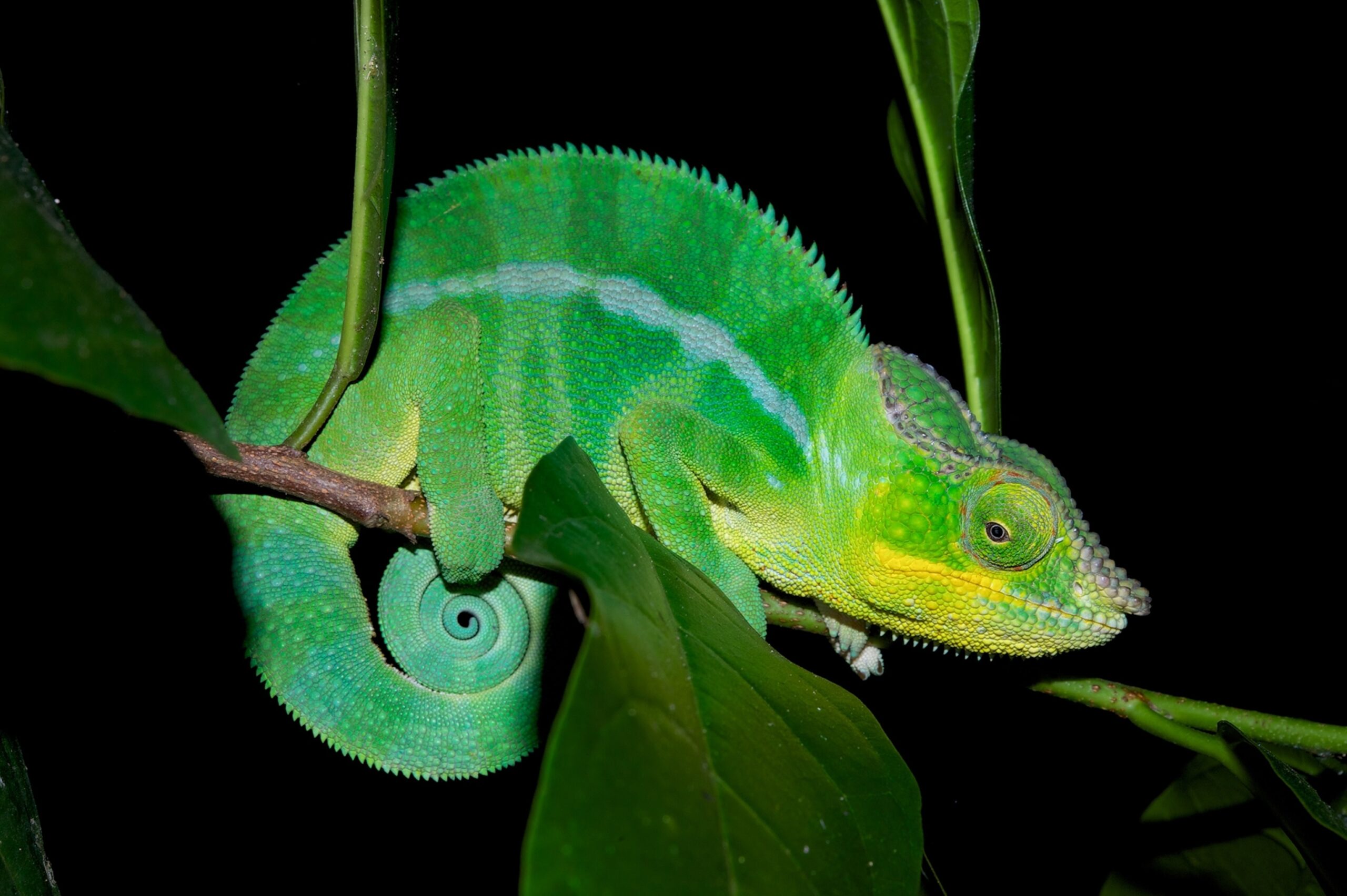 animal that changes color