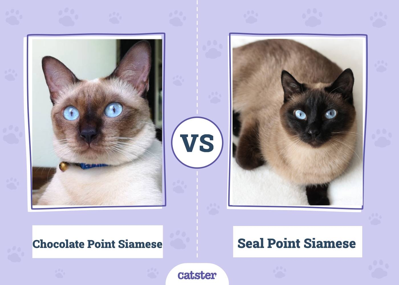 Chocolate Point Vs Seal Point Siamese Cat Key Differences With Pictures Catster