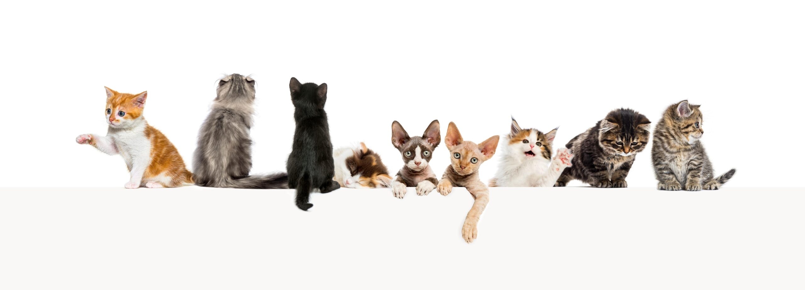 Coats Of Many Colors All About The Different Shades Of Cats 