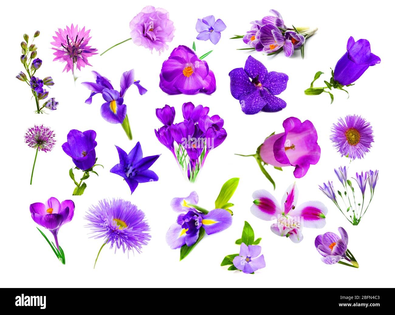 Collage Of Purple Color Flowers Isolated On White Stock Photo Alamy