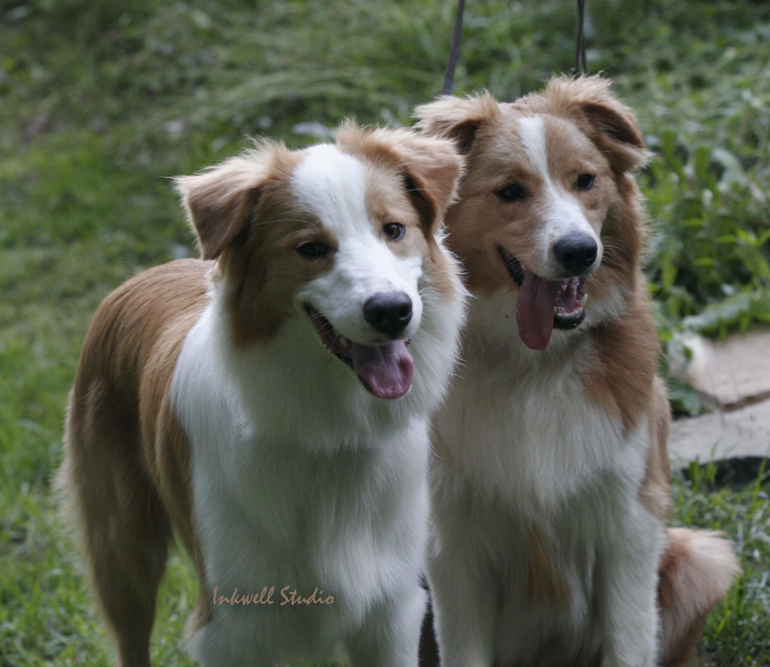 australian shepherd dog colors