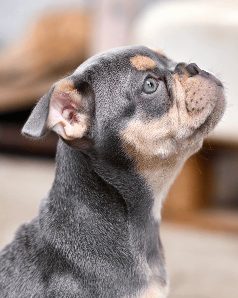 blue dog coat color