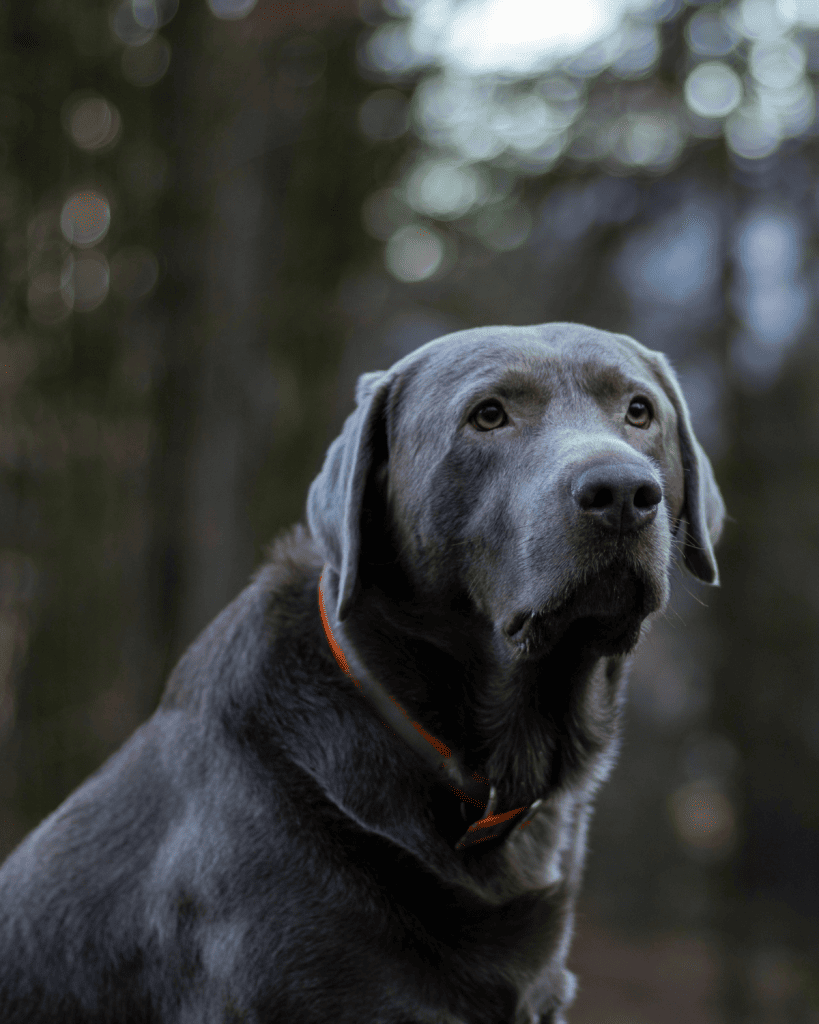 Color Dilution In Dogs The Underlying Problems Of Dilute Coats 