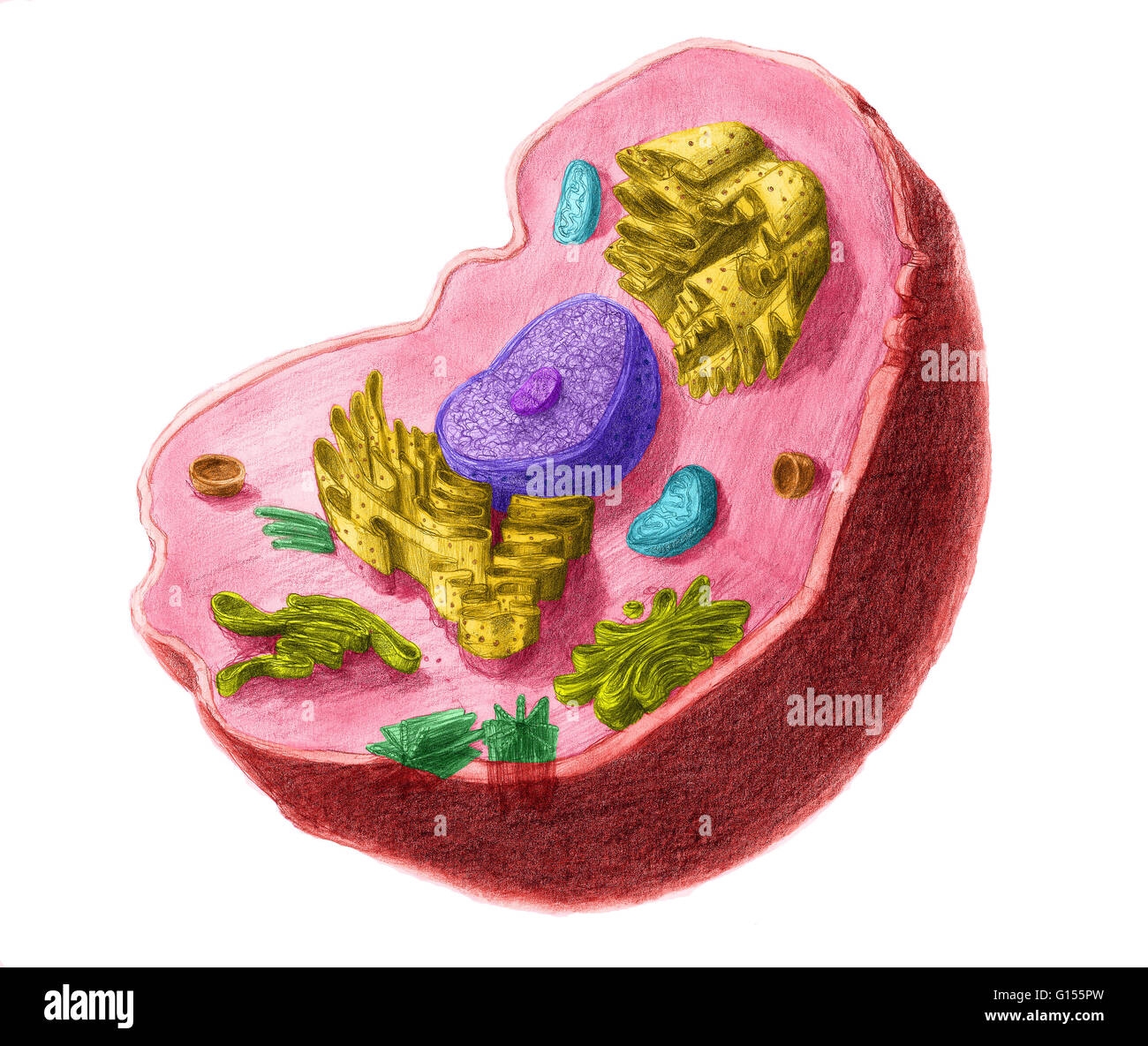 Color Enhanced Illustartion Of An Animal Cell The Cell Has A 