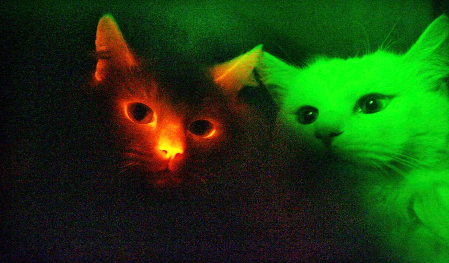 cats see color