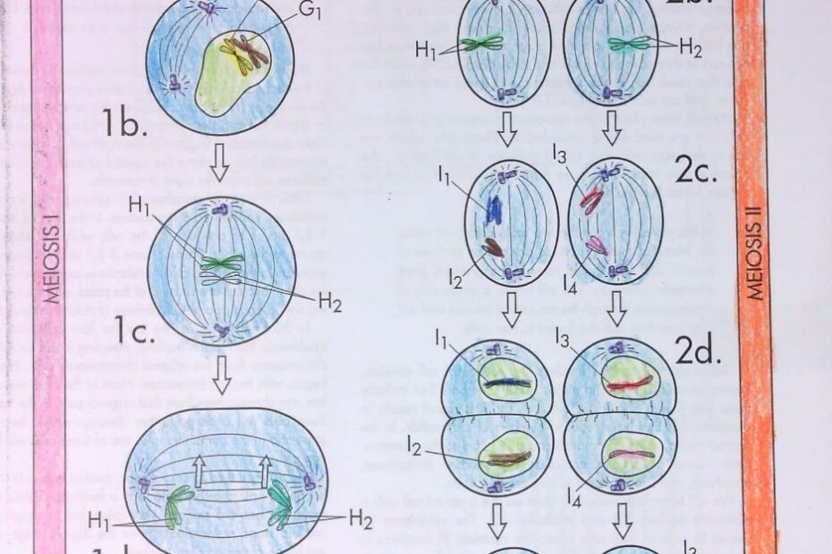 Coloring Sheet meiosis HC Olympians