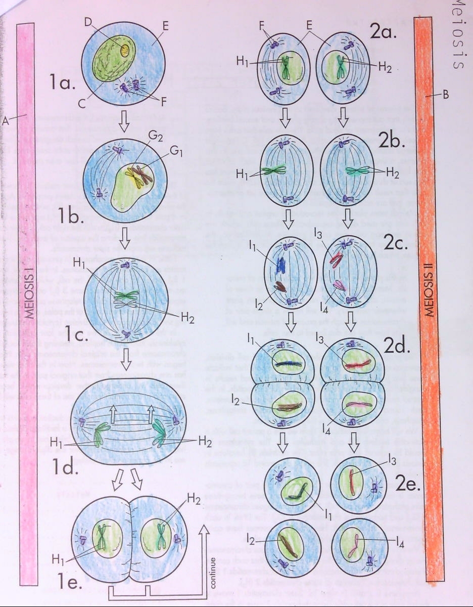Coloring Sheet meiosis HC Olympians