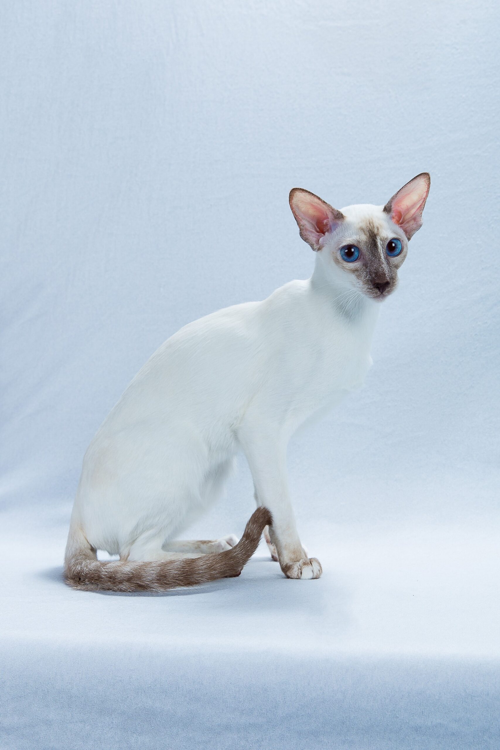 Colorpoint Shorthair Wikipedia