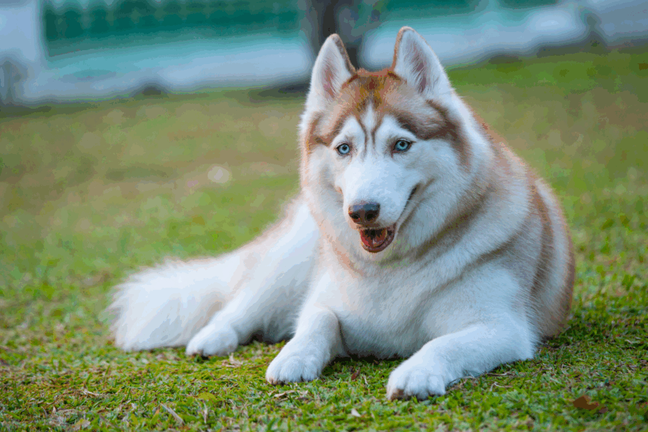 Colors Of Siberian Huskies PetHelpful