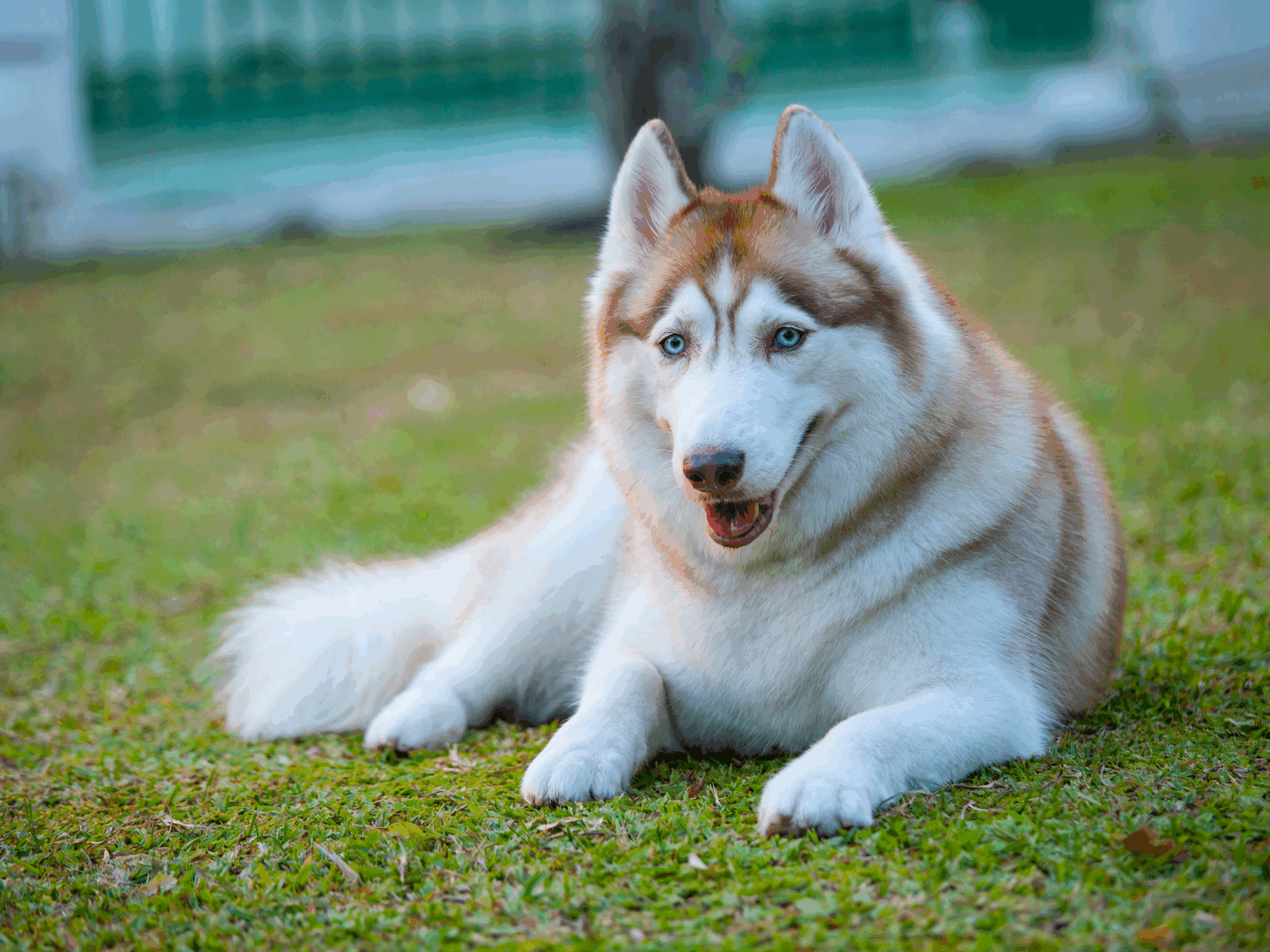 Colors Of Siberian Huskies PetHelpful