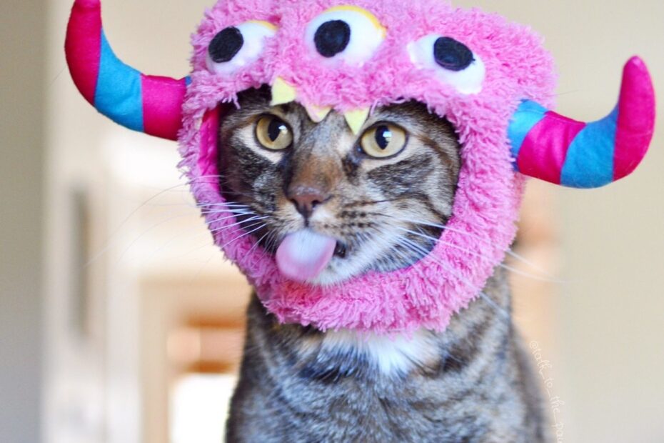 Colourful Cats Modern Cat