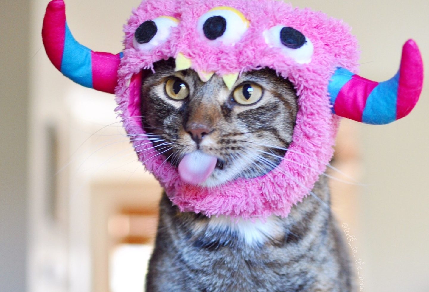 Colourful Cats Modern Cat