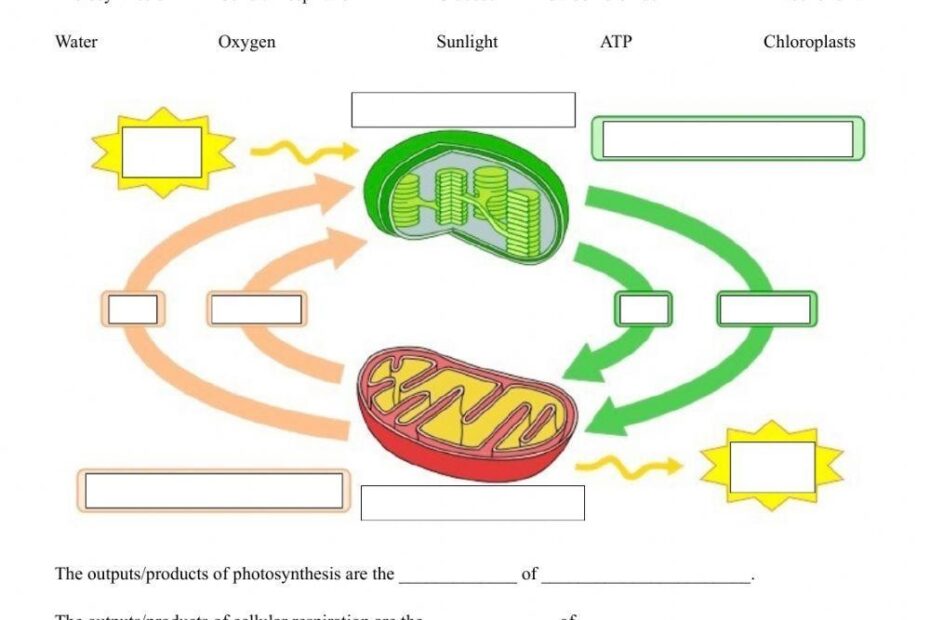 Comparing Photosynthesis And Cellular Respiration Worksheet Live Worksheets Library