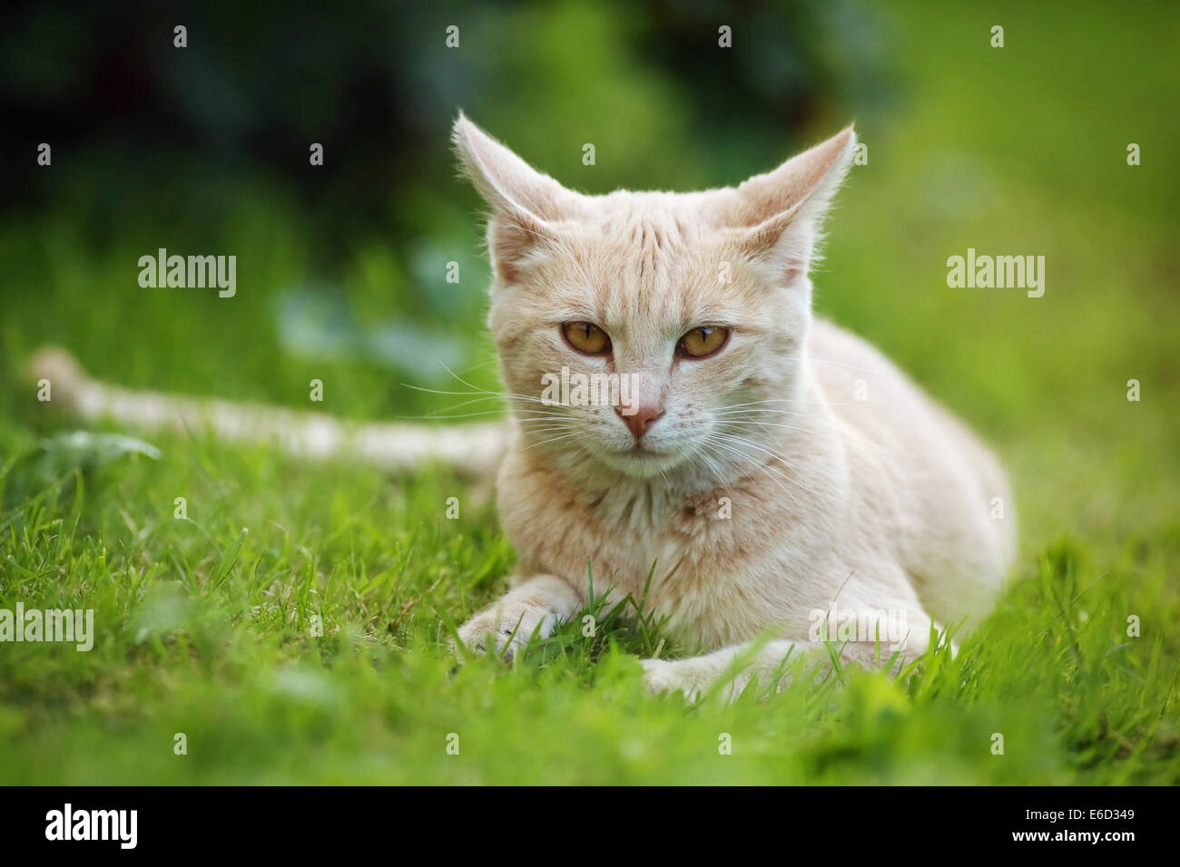 cream colored tabby cat