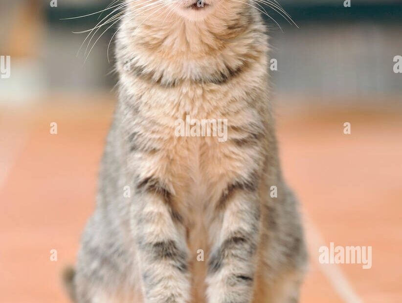 Cream Tabby White Hi res Stock Photography And Images Page 2 Alamy