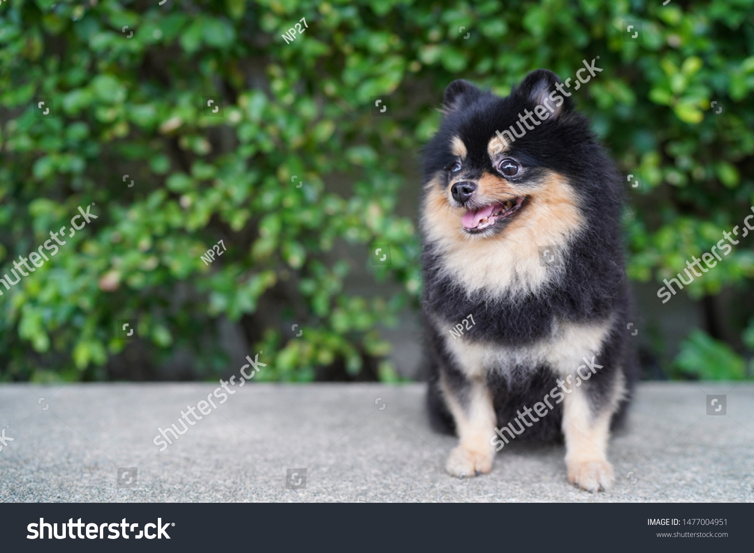 Cute Black Tan Color Pomeranian Dog Foto Stok 1477004951 Shutterstock