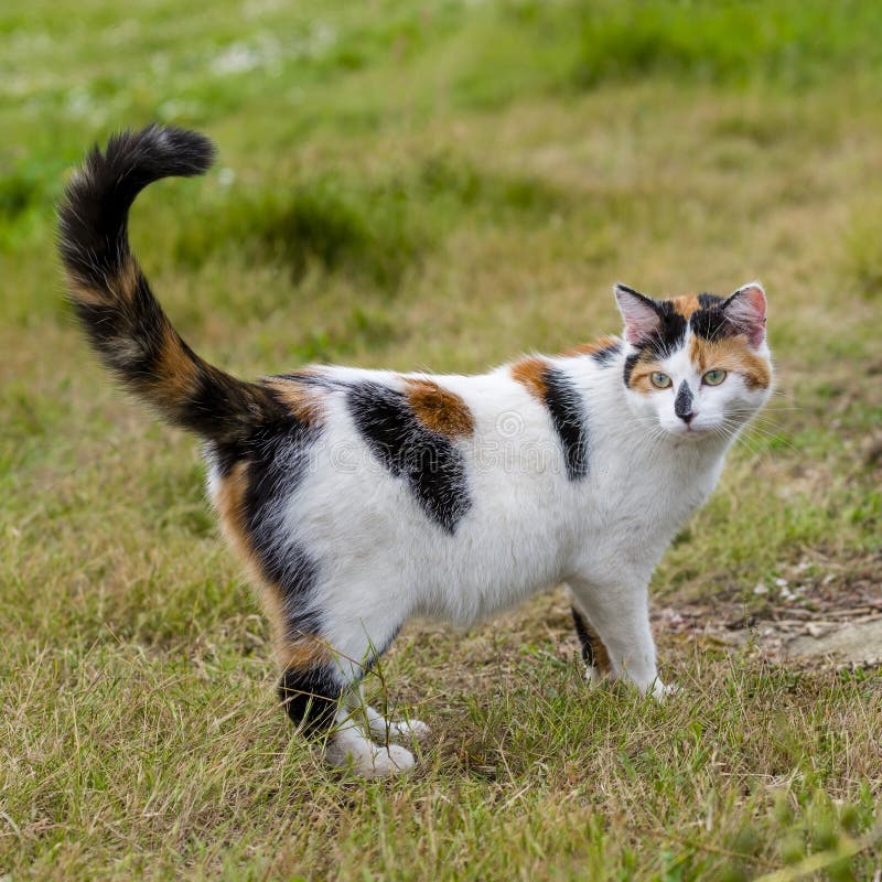 Cute Cat Standing On Grass With Its Raised Tail Stock Image Image Of Background Mixed 79845669