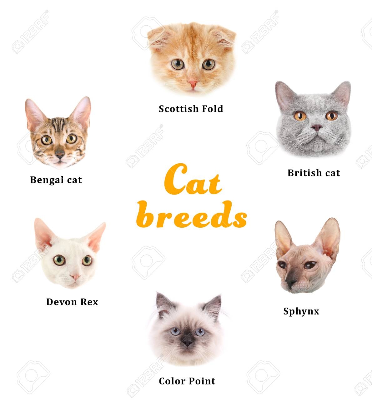 cat colors names with pictures
